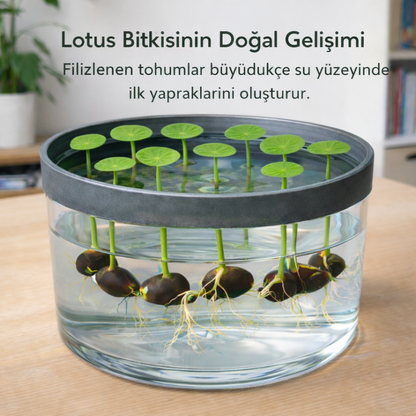 Lotos – Karışık Renklerde Eşsiz Deneyim