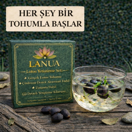 Lotos – Karışık Renklerde Eşsiz Deneyim