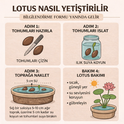 Lotos – Karışık Renklerde Eşsiz Deneyim